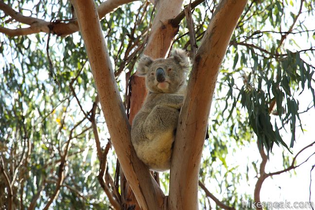 Koala Conservation Centre Phillip Island Australia