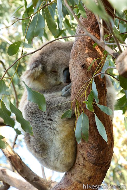Koala Conservation Centre Phillip Island Australia