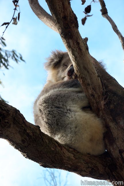 Koala Conservation Centre Phillip Island Australia
