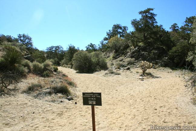 Joshua Tree Warren Peak Trail