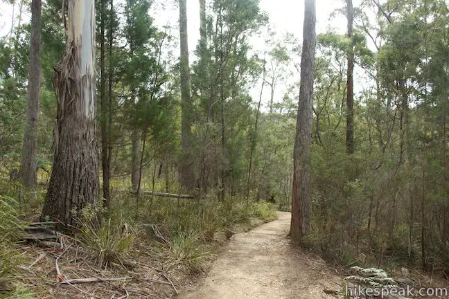 Eucalyptus along the trail