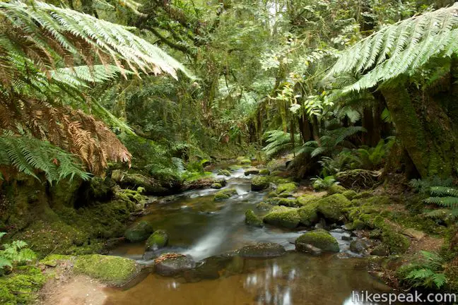 Saint Columba Falls Walking Track Stream