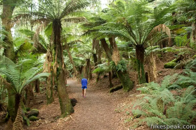 Saint Columba Falls Walking Track