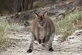 Wallaby Freycinet National Park