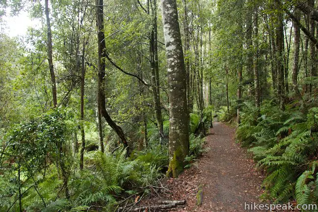 Liffey Falls Nature Walk