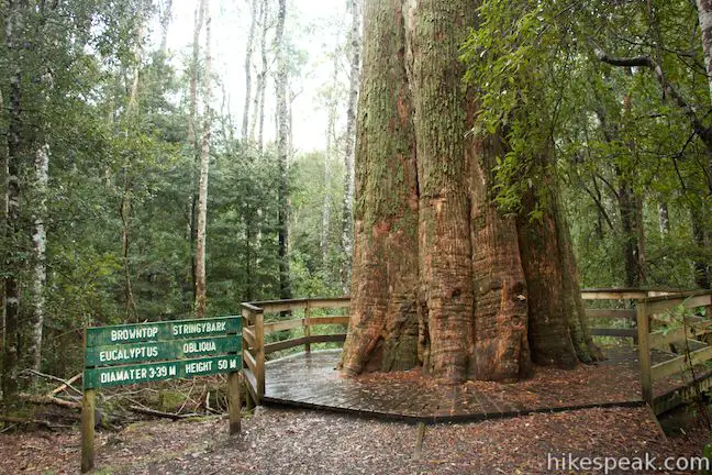Liffey Falls State Reserve Big Tree