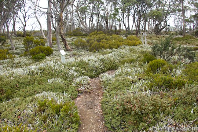 Moorland Mosaic