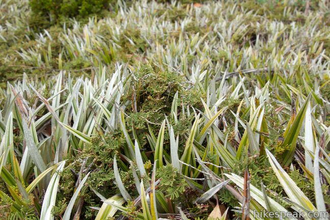 Moorland Mosaic