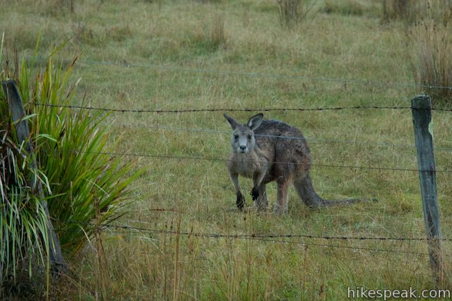 Forester Kangaroo