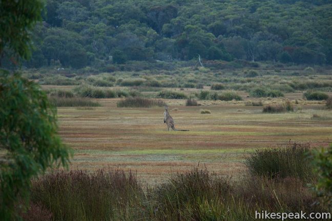 Forester Kangaroo