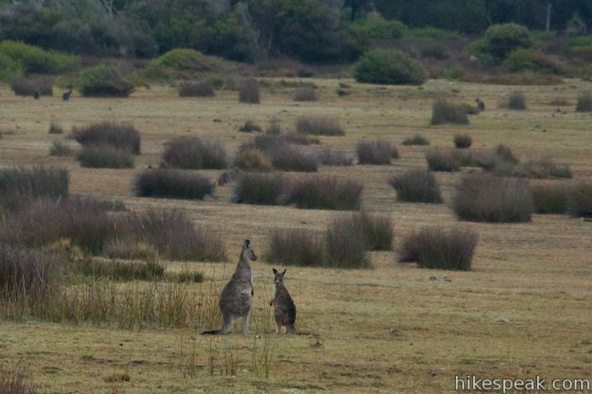 Forester Kangaroos Mount William National Park