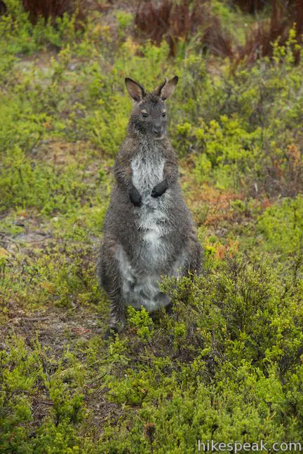 Wallaby Mount William National Park