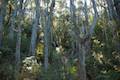 Cape Raoul Track Tasman Peninsula