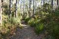 Cape Raoul Track Tasman Peninsula