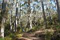 Cape Raoul Track Tasman Peninsula