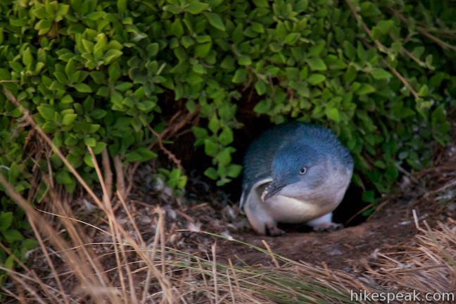 Phillip Island Penguin