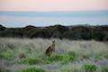 black wallaby Phillip Island