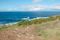 Phillip Island Walk