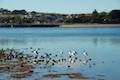 Phillip Island Newhaven Beach