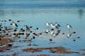 Phillip Island Newhaven Beach