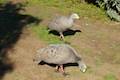 Cape Barren geese Phillip Island