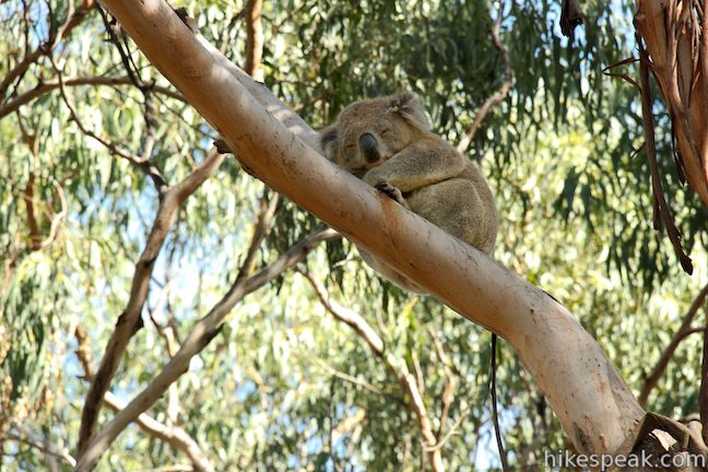 Koala Phillip Island