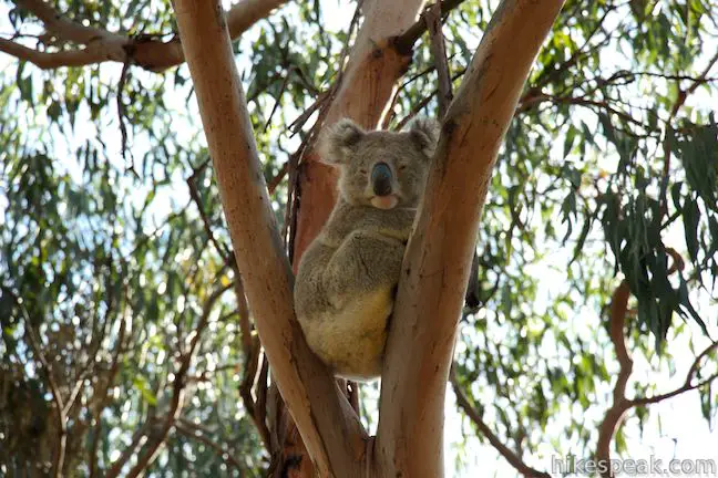 This 1.2-kilometer loop explores fantastic boardwalks and a longer trail through eucalyptus woodlands where koalas can be observed in their natural environment.
