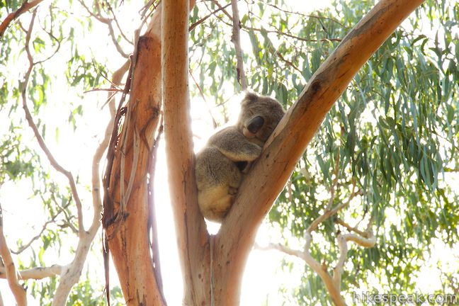 Koala Conservation Centre Phillip Island Australia Hikespeak Com