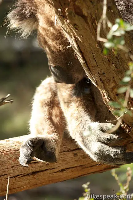 Koala paws