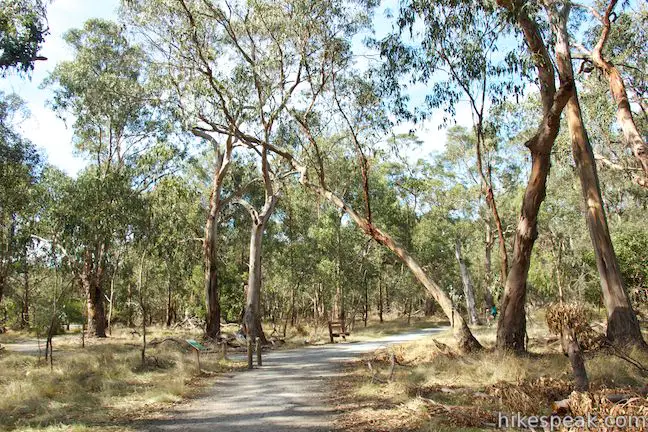Koala Conservation Centre Woodland Walk