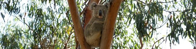 Koala Conservation Reserve on Phillip Island Koala Preserve Koalas Conservation Center