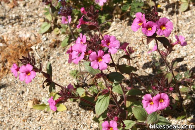 Anza-Borrego Desert State Park