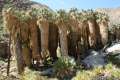 Anza-Borrego Desert Palms Canyon Trail