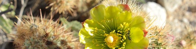 Cactus Loop Trail Anza-Borrego Desert State Park self-guided cactus hike Tamarisk Grove Campground cacti nature trail cactus flowers hike