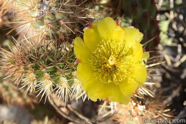 Silver Cholla Cactus flower