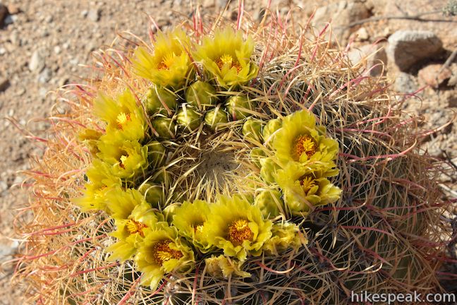 Barrel Cactus Anza-Borrego Desert State Park