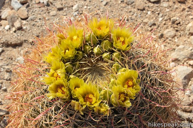 Barrel Cactus Anza-Borrego Desert State Park