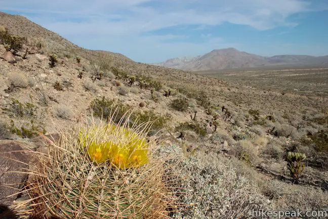 Mescal Bajada Anza-Borrego Desert State Park