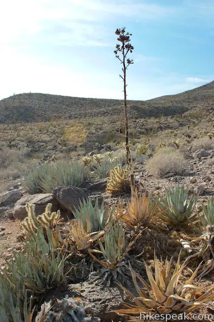 Cactus Loop Trail agave Anza-Borrego Desert State Park