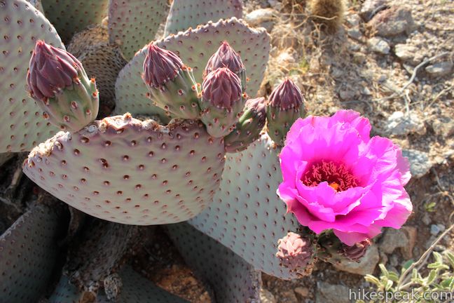 Anza-Borrego Desert State Park