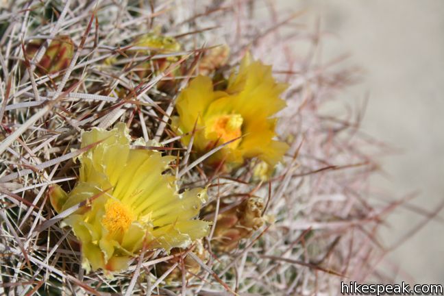 Barrel Cactus Anza-Borrego Desert State Park