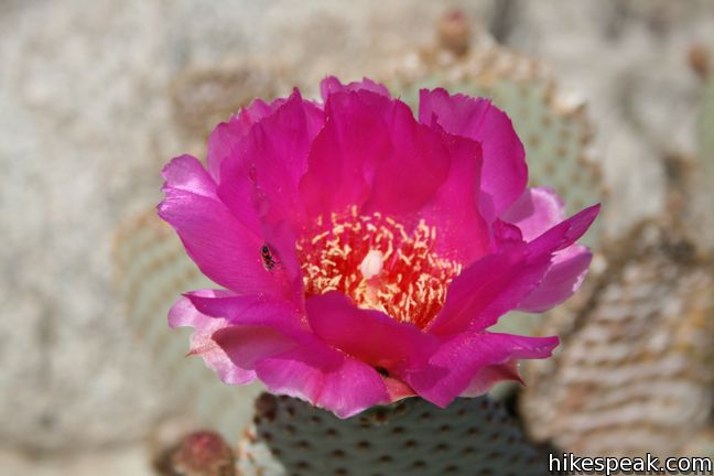 Anza-Borrego Desert State Park