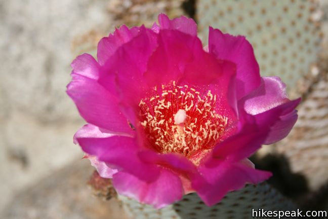 Beavertail Cactus wildflower