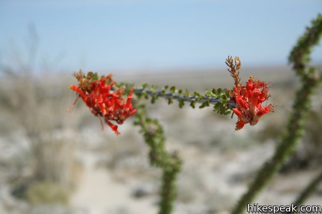 Ocotillo Wildflower Anza-Borrego Desert State Park