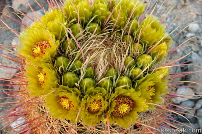 Barrel Cactus wildflower