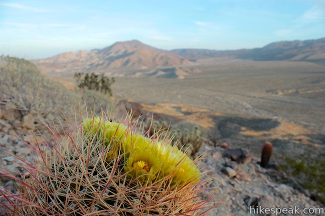 Barrel Cactus wildflower