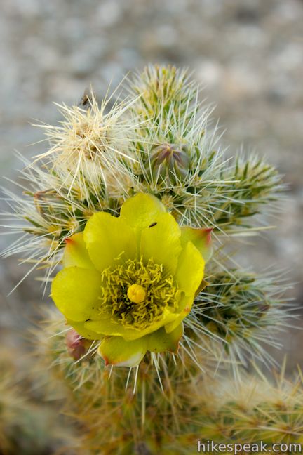 Silver Cholla Cactus bloom