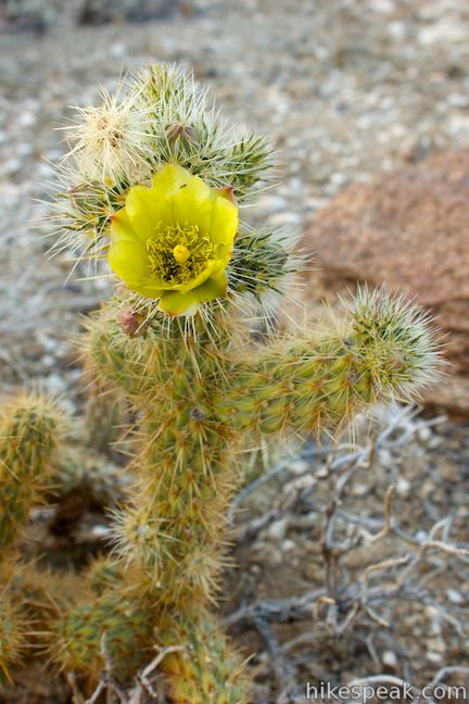 Silver Cholla Cactus flower