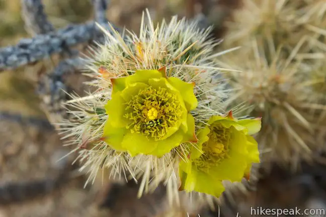 flowering Silver Cholla Cactus