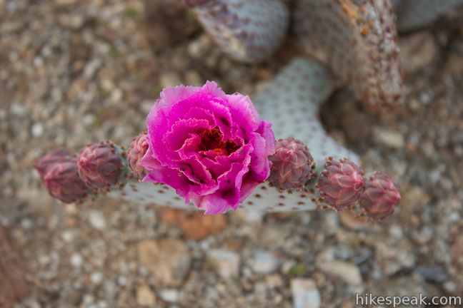 Beavertail Cactus Wildflower